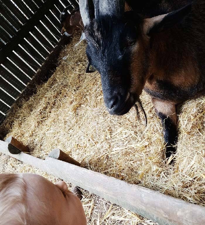 Mini-ferme-Hauts-de-Bruyeres-Center-Parcs-©Marie-Be-LC